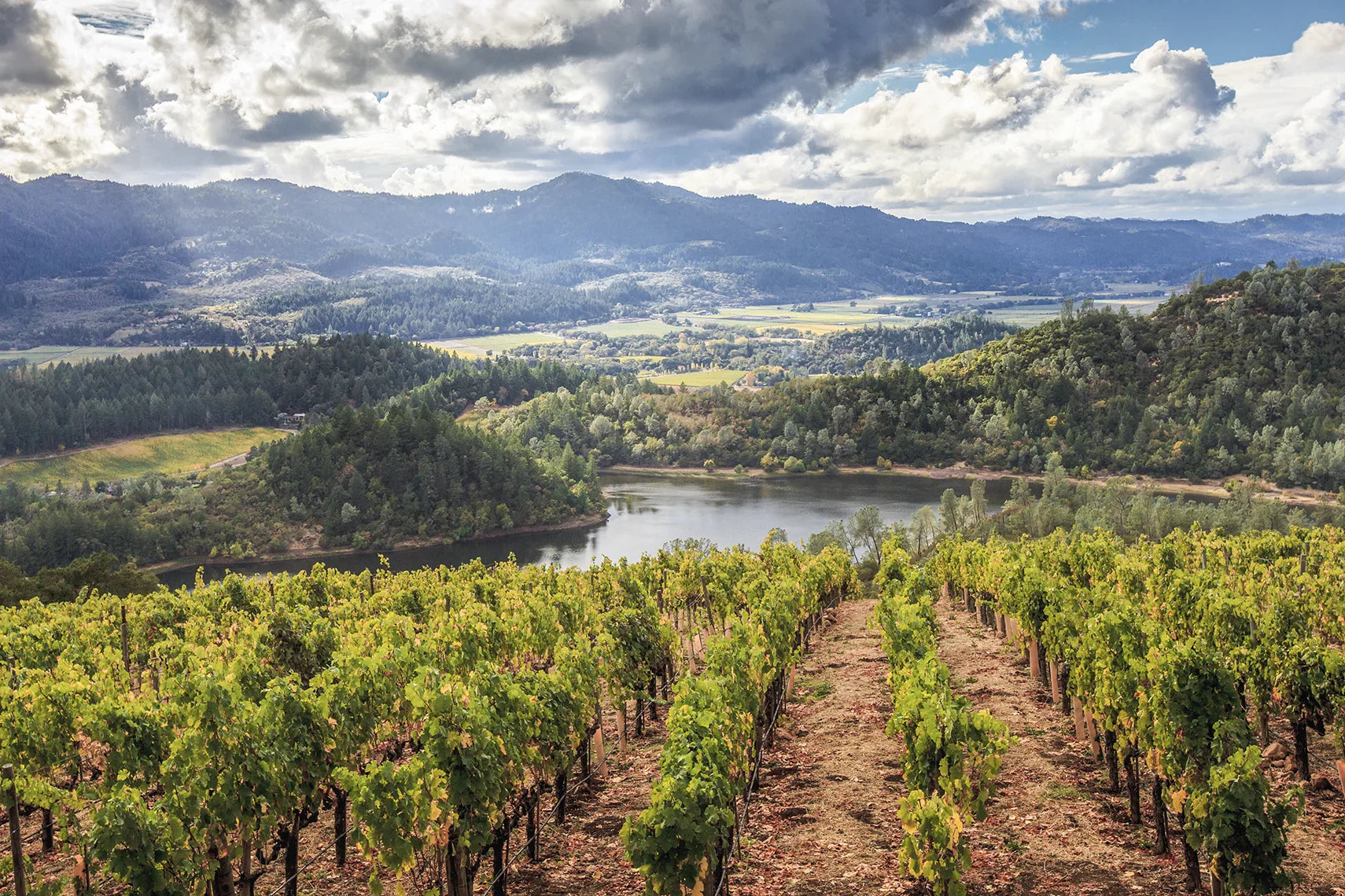 Howell Mountain – HALL Wines