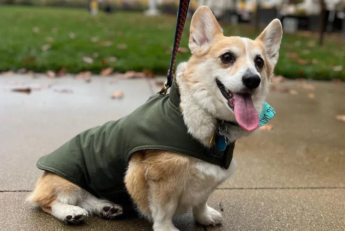 HALL Wines: A Dog-Friendly and Family-Friendly Winery in Napa Valley