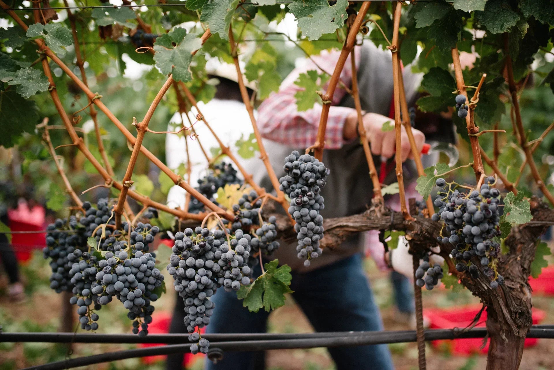Things To Do During Harvest in the Napa Valley