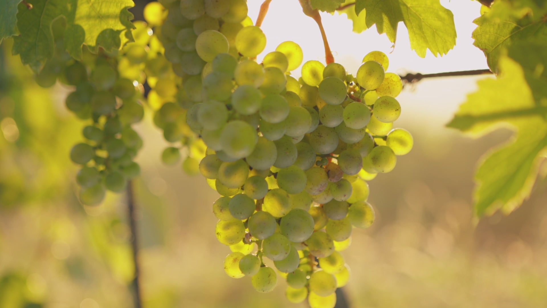 WALT Bob's Ranch Chardonnay winemaker video discussing vineyard and vintage