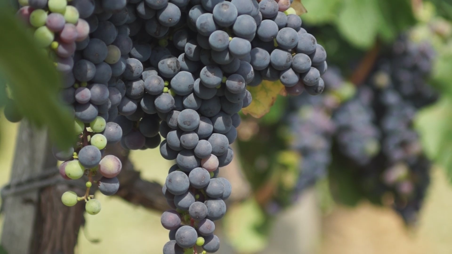 WALT Savoy Vineyard Pinot Noir winemaker video discussing vineyard and vintage